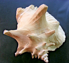 Groß Riesenmuschel Trompete echte Muschel Meeresschnecke (meiner Meinung nach)