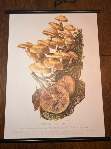 Stockschwämmchen pilz - ,