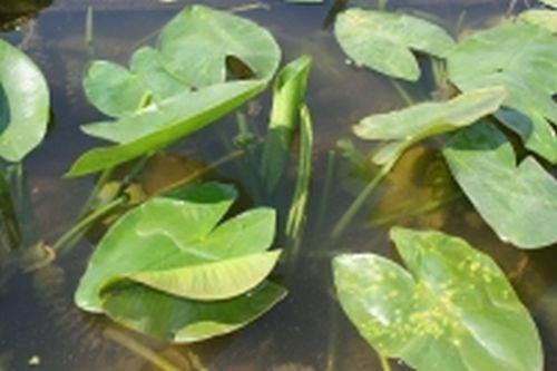 Nuphar angustifolia teichrose - nuphar,