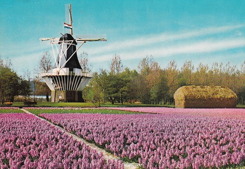 Alte postkarte holland - postkarte,