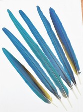 6 Stk .57-38 cm Vogelfedern