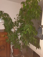 Ficus benjamina - ficus,