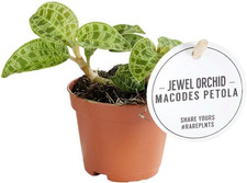 Juwelorchidee Macodes petola Mini-Erdorchidee Blättern 6cm Topf