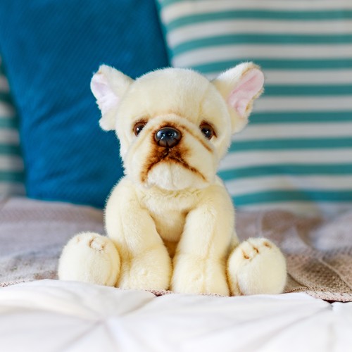 Französische bulldogge hund - französische,