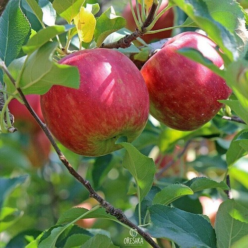 Zhigulevskoe apfelbaum - zhigulevskoe,