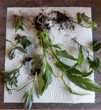 10 Zimmerpflanzen- Ableger