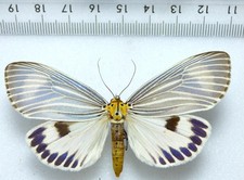 ENTOMOLOGIE, SCHMETTERLING