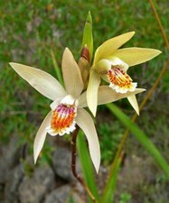 Bletilla ochracea gelbe - bletilla,