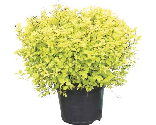 Sommerspiere floraself spiraea - floraself,