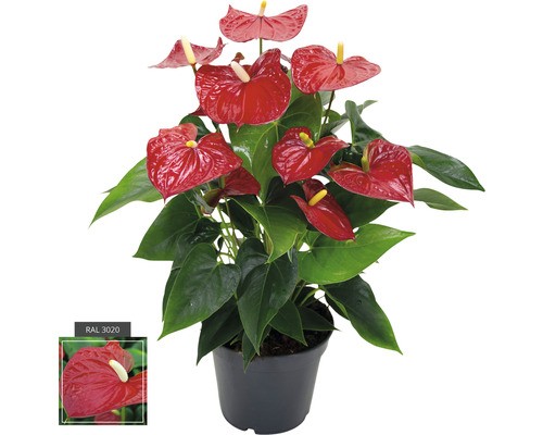 Flamingoblume anthurie rot - flamingoblume/,