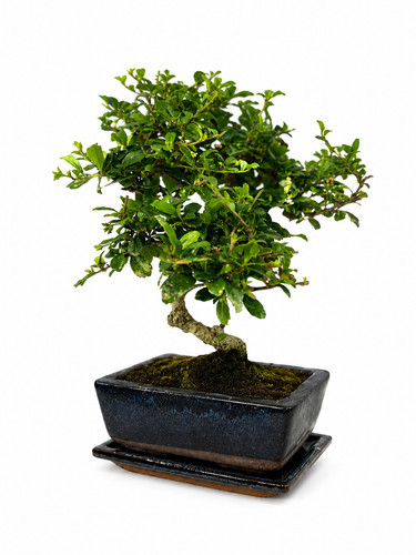 Bonsai carmona microphylla - microphylla, 8