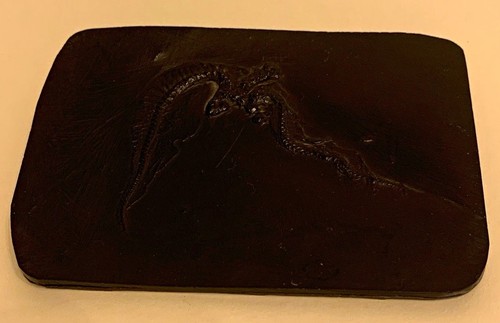 Fossilien abguss seestern - abguss,