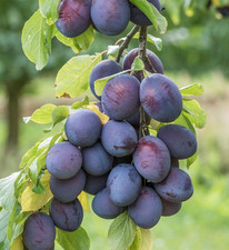 Riesenpflaume `President´, Niedrigstamm 120-140cm im 10L-Topf