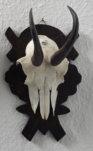 Gamsgehörn gamsgeweih gehörn - gamsgehörn,