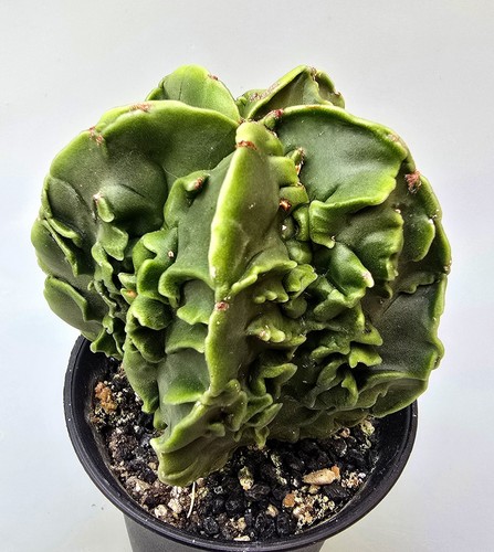 Ausgefallener astrophytum - ausgefallener,