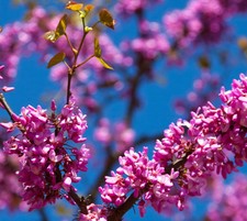 75 Samen Liebesbaum, Judasbaum