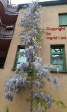 SAMEN blauer Blauregen Natur Garten Saatgut große Balkonpflanzen Bolusanthus