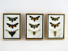 1x - 3x Cicaden Cicada im Mix