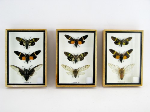 Cicaden cicada im mix - -,
