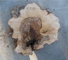 Olivenholz Olive Wurzelholz