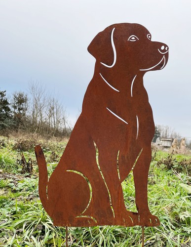 Hund labrador sitzend - labrador,