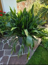 Schusterpalme (Aspidistra elatior) 40 Jahre alt