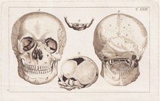 Schädel Skelett skeleton Medizin medicine Kupferstich engraving Wilhelm c. 1800