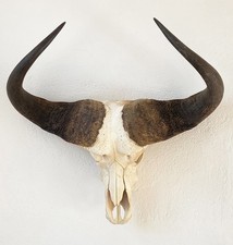 Kaffernbüffel Breite 86 cm Schädeltrophäe Syncerus caffer Büffel Trophäe Afrika
