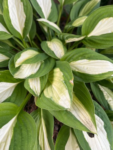 Funkien hosta ableger - hosta,