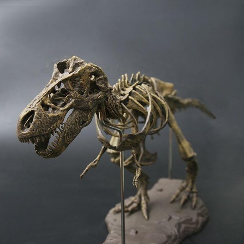 Rex dinosaurier skelett - t-rex,