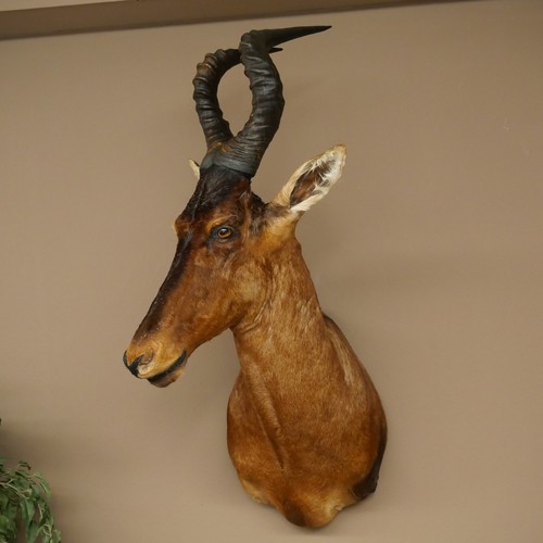 Hartebeest kuh antilope - kuh, 53