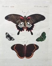 Carl Bertuch "Schöne ausländische Schmetterlinge" Kolorierte Kupferstich um 1810