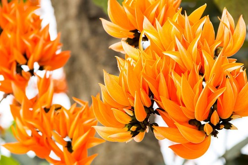 Samen exotische blüten - samen,