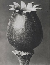 1942 Original Aufdruck Foto