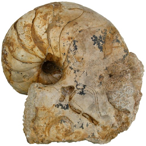 Lias cenoceras sp - lias,