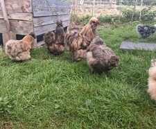 10 EIER : reinrassig