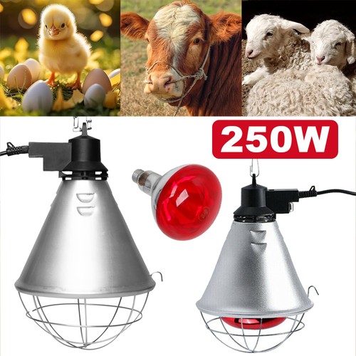 Wärmelampe tiere - wärmelampe,