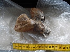 Fossilien Mammut Knochen