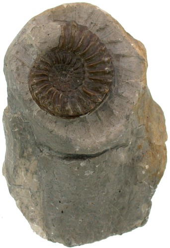 Lias pleuroceras spinatum - lias,