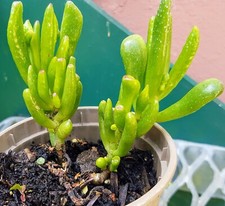 Crassula Geldbaum Löffelbaum