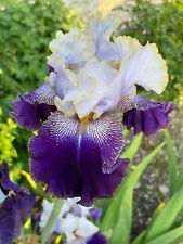 Schwertlilie Iris  " Slovak Prince " 70 cm reichblühend !! ANGEBOT 2 STÜCK !!