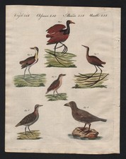 Rallen rail Sumpfvogel marshbird Sumpfvögel Vogel birds Kupferstich Bertuch 1800