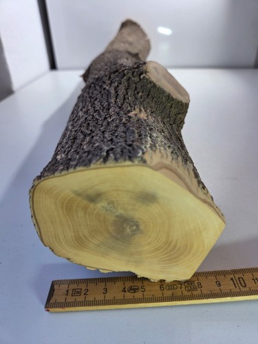 Stamm drechselholz buchsbaum - stamm,