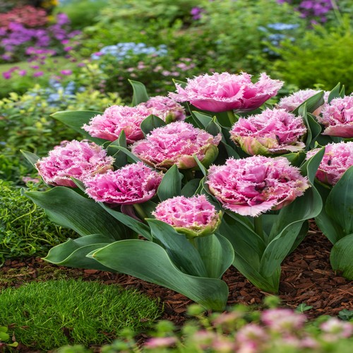 Tulpen blumenzwiebeln zwiebeln - tulpen,
