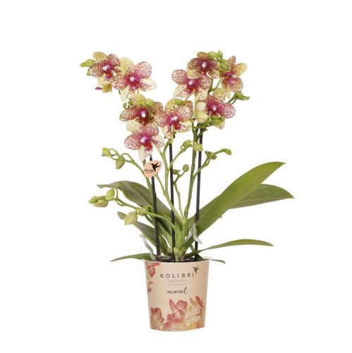Orange gelbe phalaenopsis - orange,