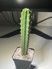 Tricho cordobensis x bridgesii "Psycho0" Kaktus San Pedro Sukkulente