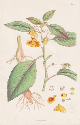 Impatiens fulva springkraut - fulva,