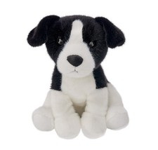 Beppe Border Collie