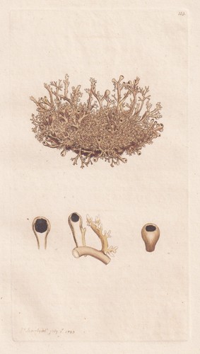 Lichen globiferus flechten - globiferus,