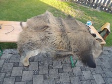 Wildschweinfell Wildschein Fell echt von Jäger Speicherfund Schwein